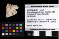 Foto (Objket + Etiketten) von Cracensigillatus acutirostrus (Moericke, 1889) 